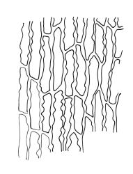 Orthotrichum tasmanicum var. tasmanicum, basal laminal cells.
 Image: R.C. Wagstaff © All rights reserved. Redrawn with permission from Lewinsky (1984). 